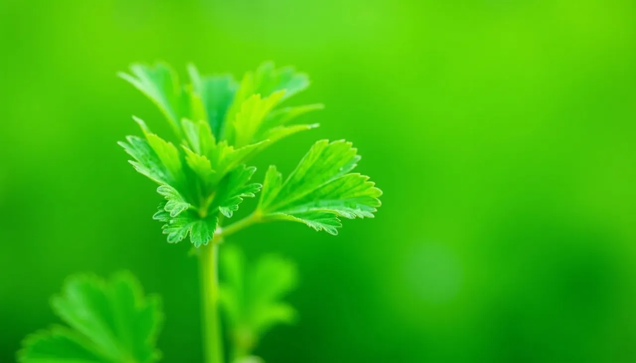 Ätherisches Liebstockblätteröl - Krautig-würziges Naturöl aus EU-Anbau
