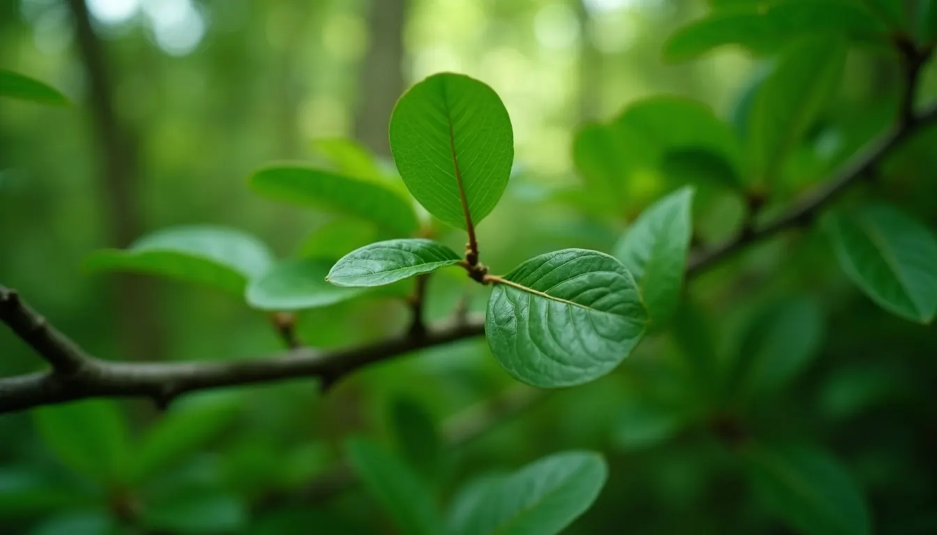 Ravensara-Baum, Herkunft des ätherischen Ravensara Aromatica Öls von aromen123