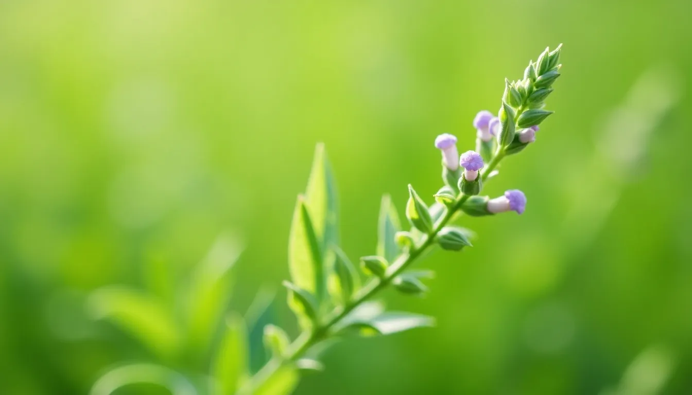 Bohnenkrautpflanzen im Feld, Herkunft des ätherischen Bohnenkrautöls von aromen123