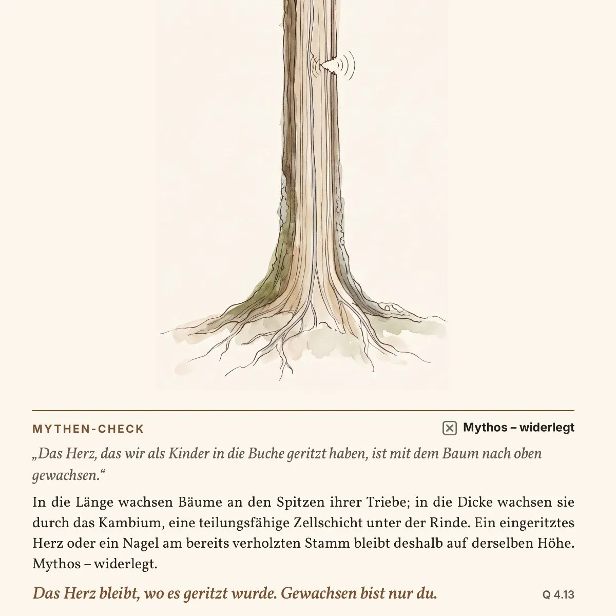 Wo das Holz leuchtet – Sachbuch über die Wunder des Waldes als eBook – Einblick 3